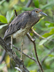Closeup of a juvenile Yellow-crowned Night-Heron (Nyctanassa violacea) perched on a branch in a mangrove forest, Costa Rica