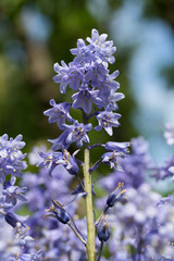 Bluebells in flower