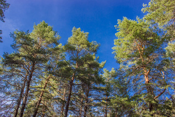 Fototapeta na wymiar pine wood against the blue sky on a sunny day
