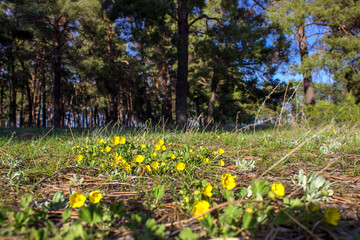 yellow primroses in a pine forest in the spring