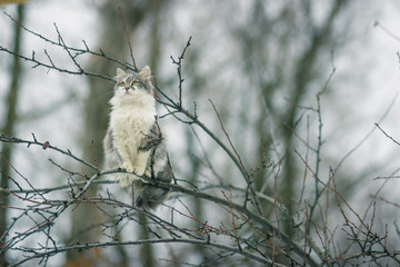 cloudy day cat sitting in a tree