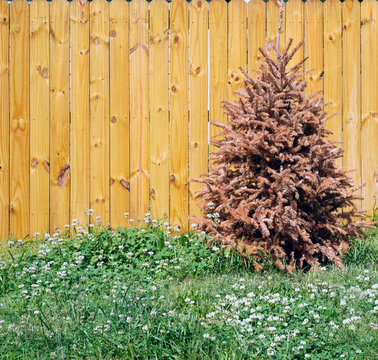 Dead Christmas tree in clover patch against brown wood fence. Horizontal. 