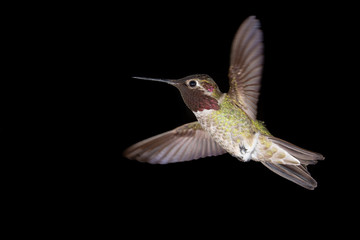 An Anna's hummingbird hovers in front of a black background with wings spread and up