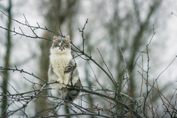 white spotted cat sits on a thin branch of a tree and looks