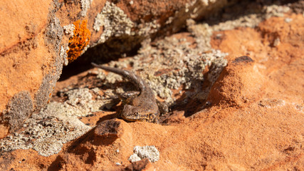A side blotched lizard soaks up some sun while sitting on lichen covered sandstone