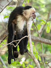 Wildlife photo of a lazy white-faced capuchin (Cebus capucinus) laying on a branch, Costa Rica