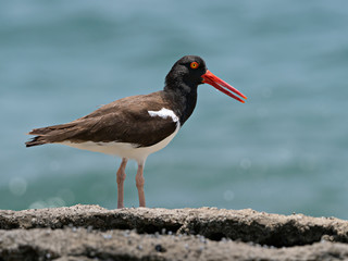 American Oystercatcher (Haematopus palliatus) on the seashore, Costa Rica