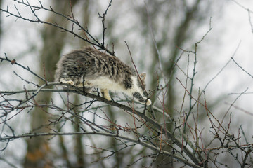 Cat climbs thin branches of winter
