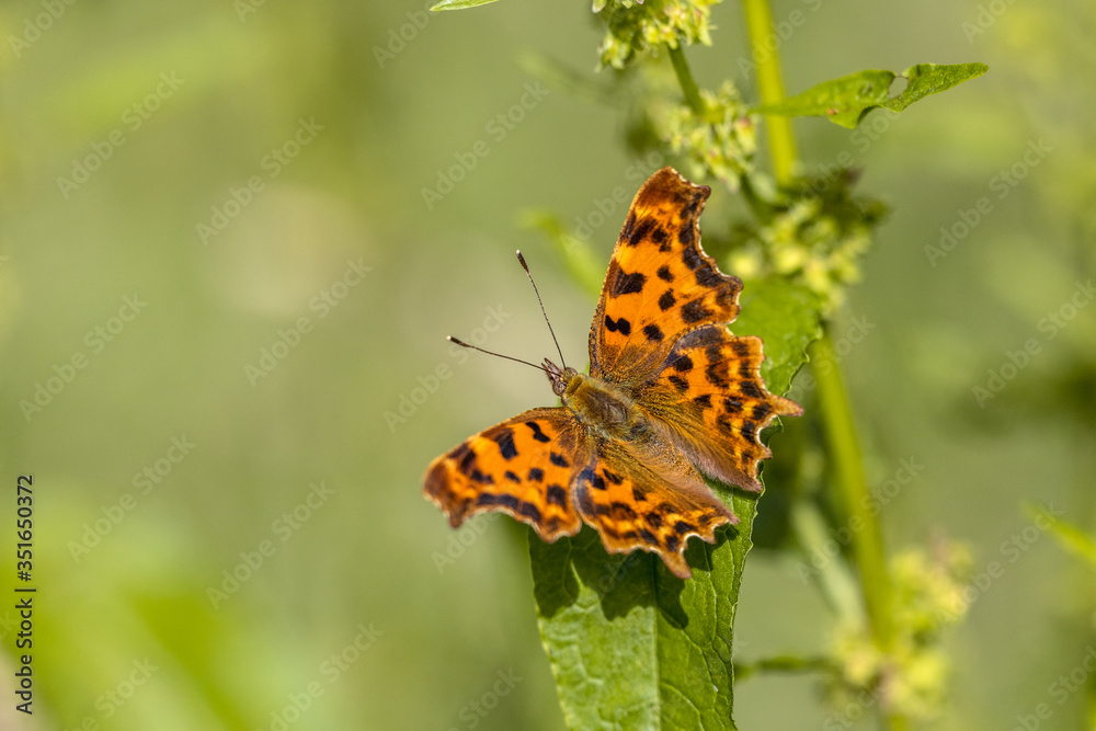 Sticker Comma butterfly