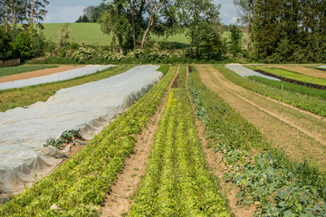 Obraz premium Salat anbauen im Feld