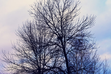 Crowns of forest, blue sky, top from below