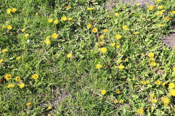 Green grass and yellow dandelions on a sunny morning