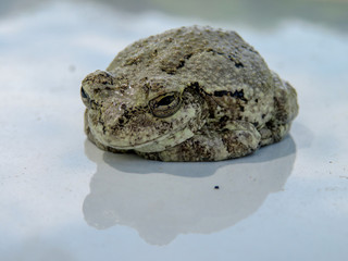 frog 