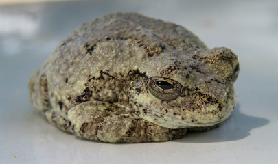 frog