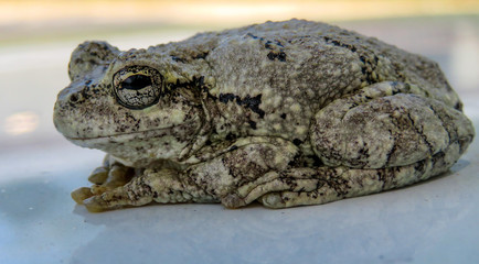 frog on the ground