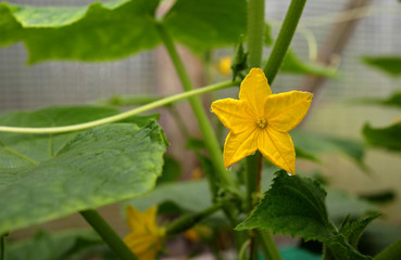 Yellow flower and cucumber leaves on a bed in a greenhouse
