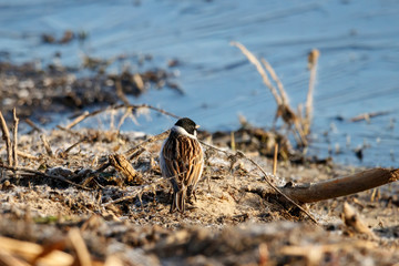 Common reed bunting emberiza schoeniclus male sitting on ground on river shore looking on water. Cute little brown songbird in wildlife.