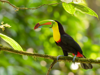 Keel-billed Toucan (Ramphastos sulfuratus) sitting on a branch in a tropical rainforest of Costa Rica