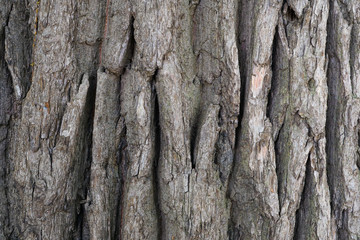 oak tree bark texture