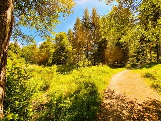 Fototapeta premium autumn in the forest