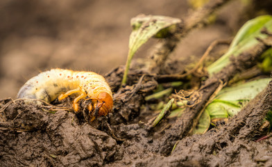 Maybug larva eating the roots of garden seedlings. Garden pest