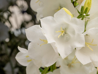 Campanule blanche, plante vivace de jardin, fleur en photo macro 
