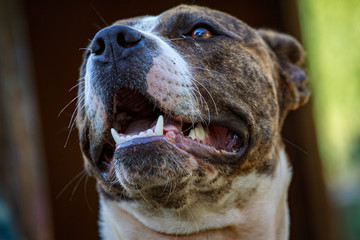 black dog's mouth close-up