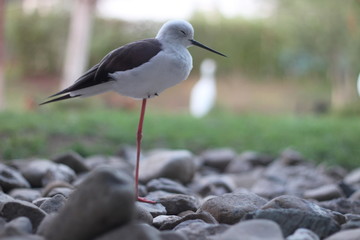 Beauty of Seagull and different standing style . Nature attraction .