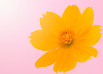 yellow chrysanthemum flower