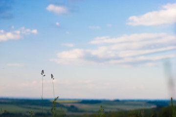 Friendship illustration, Two halm stand alone at sunset, View from viewpoint of grass, Relationship...