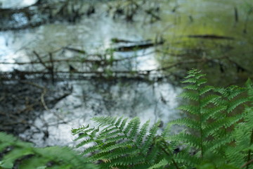 Obraz premium Farn Kraut am Rande eines Teichs