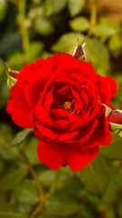 Red rose macro 4K picture