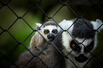 Lemur w Krakowskim Zoo