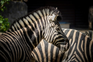 Fototapeta na wymiar Zebra w Krakowskim Zoo