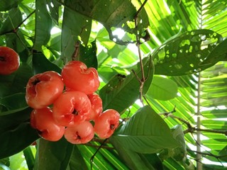 Rose Apple or Wax Apple on tree