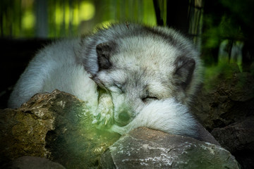 Lis polarny w Krakowskim Zoo