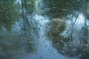Bäume spiegeln sich im Wasser eines Teichs