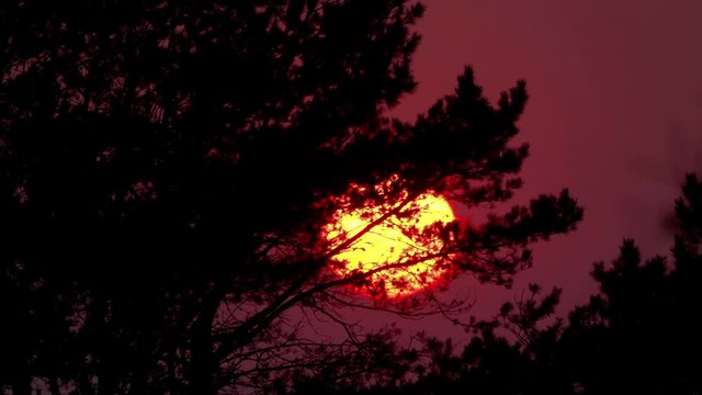 Sunset behind the trees in 4k slow motion 60fps