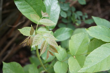 close up of green leaves