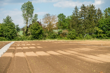 Salat anbauen im Feld