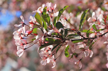 Sakura Flower or Cherry Blossom with Beautiful Background
