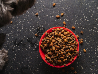 Dry dog food. Pet food concept