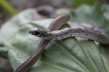 Snake in green leaves crawls on the grass. Snake in its natural habitat, snake life, life cycle