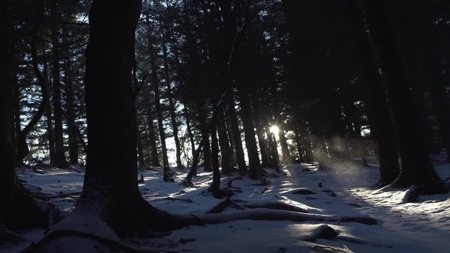 Sun beams shining through forest trees winter Iceland 