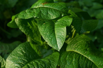 Ochsenzunge Stumpfblättrige Ampfer, Rumex obtusifolius