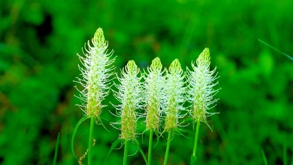 Five Devil's Claw Flowers in the wind in the wild nature