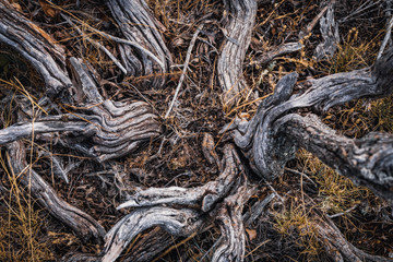 Dry branches and cracked roots on forest ground
