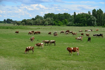 Fototapeta na wymiar Cows in a green pasture blue cloudy sky