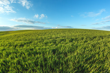 Fototapeta premium green agricultural field of sprouted young wheat on private agricultural land