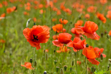 Fototapeta premium mówią maki